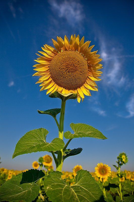 подсолнух, небо И солнце в небе... фото превью
