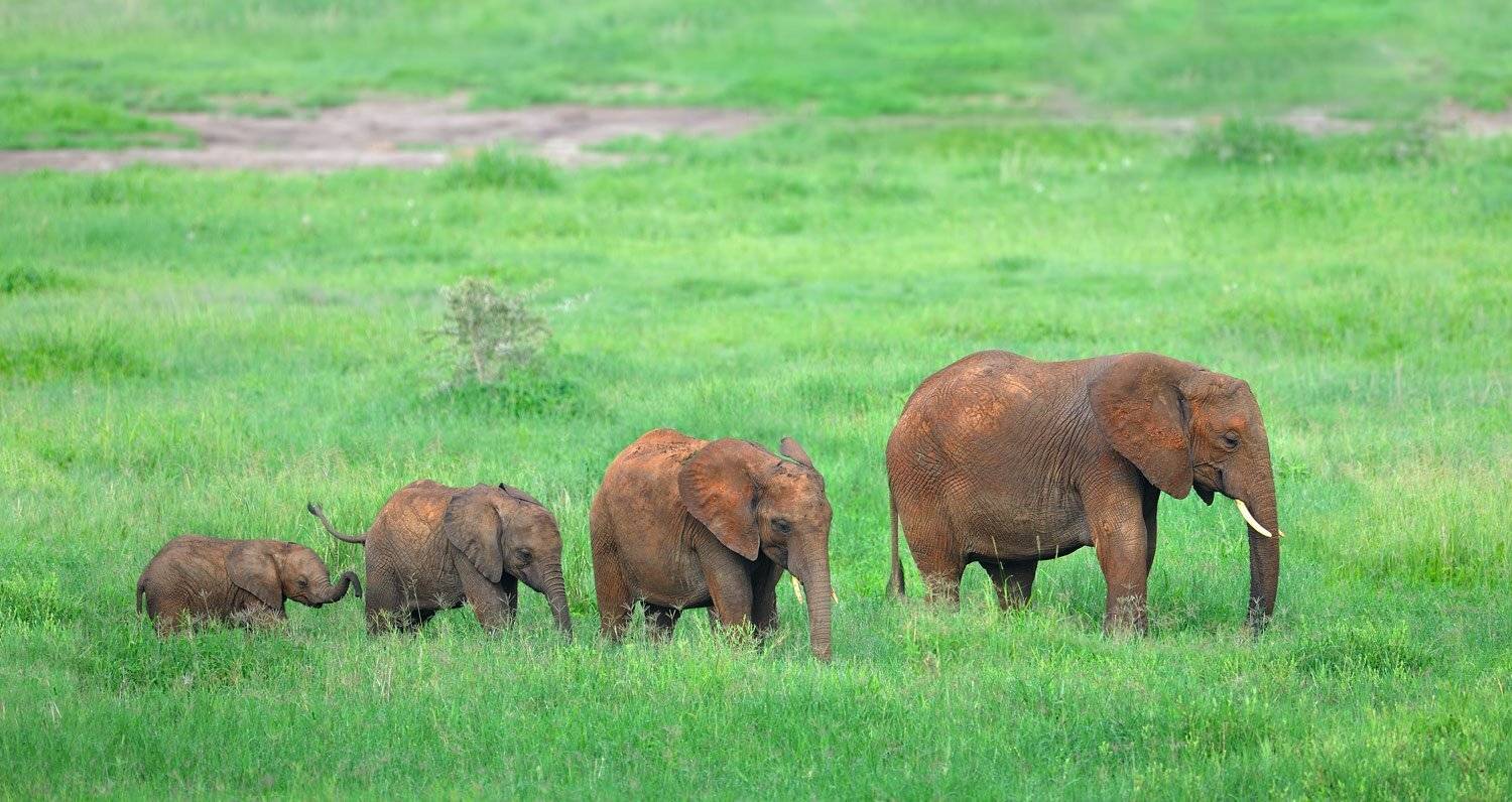 африка, слон, животные, танзания, николай, зиновьев, Николай Зиновьев