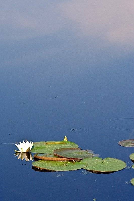 река, облака, отражение, лилия, Владимир Костылев