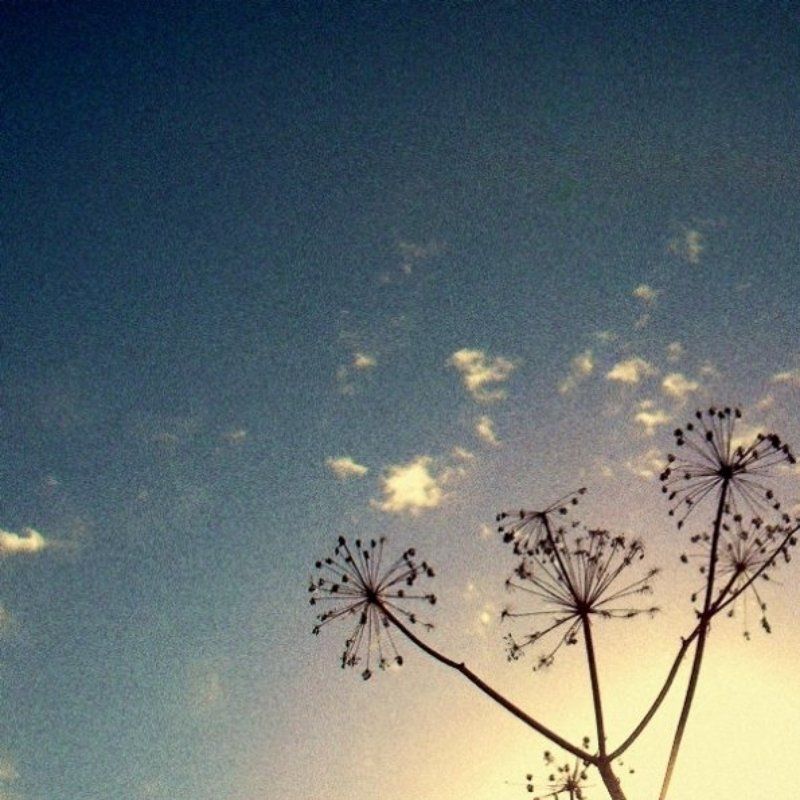 Pysyvia rikkakasvit фото превью