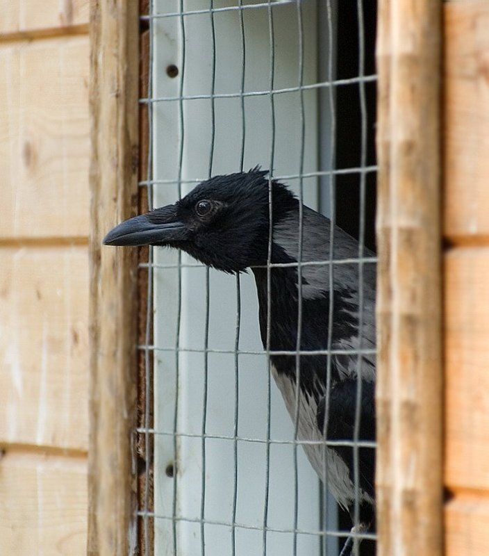 Он брал  взятки фото превью