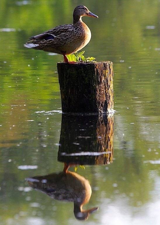 , Рафаэль Александрович Фоменко