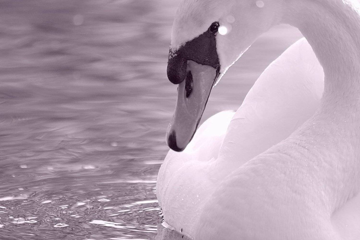 , Рафаэль Александрович Фоменко