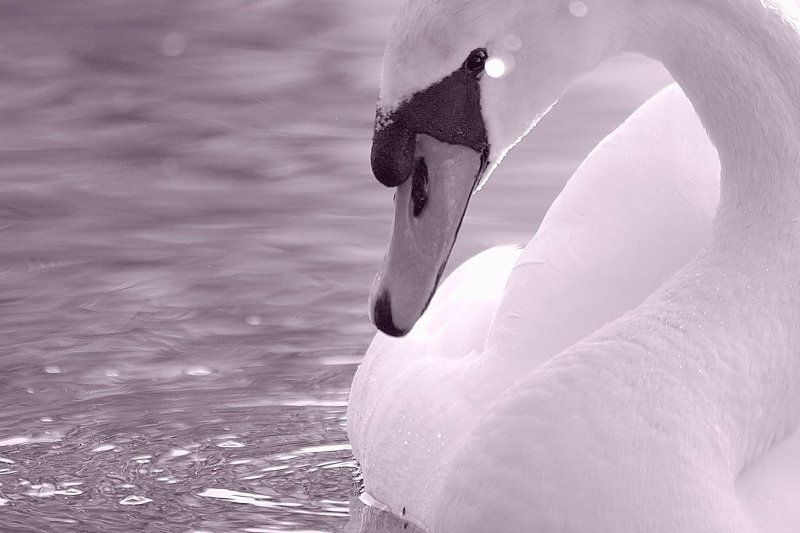 white фото превью