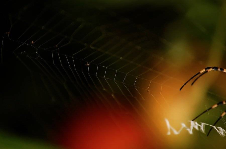 , Юлия Нечепуренко