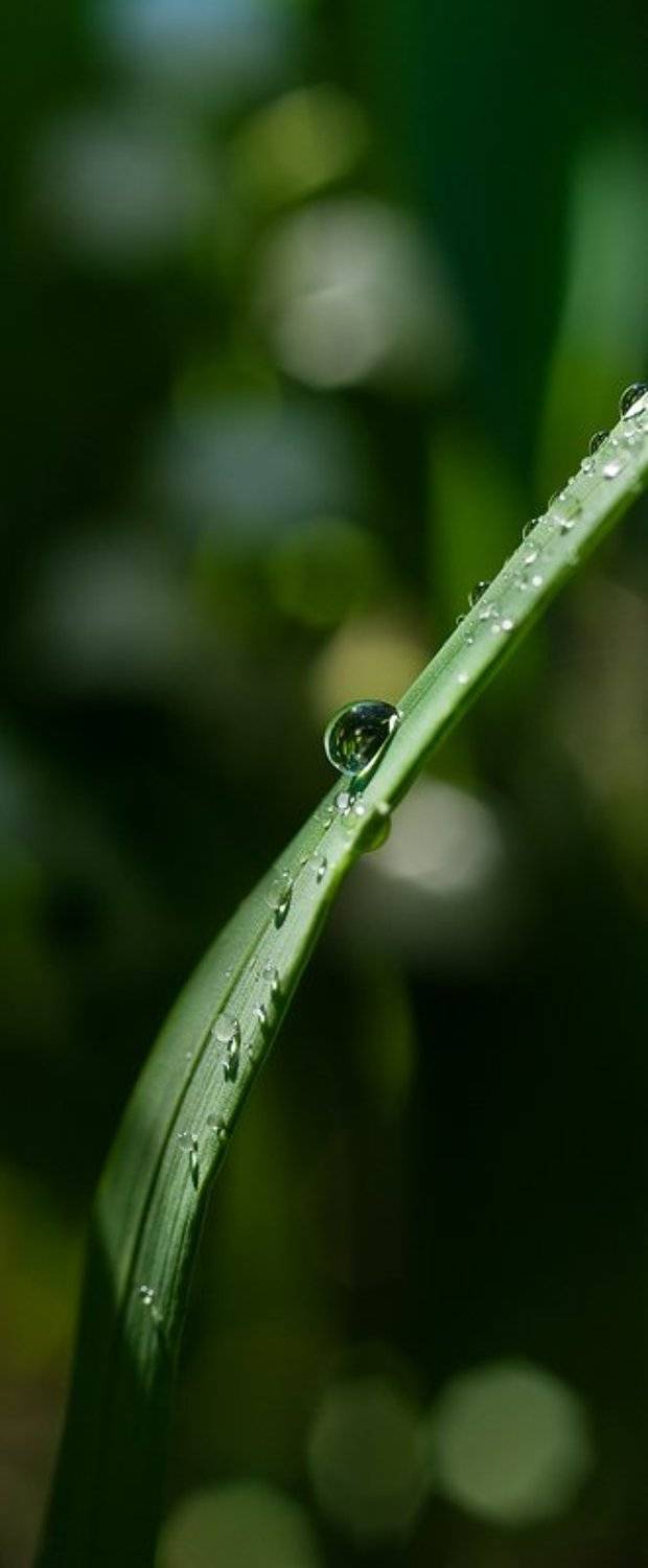 трава, роса, прошлое лето