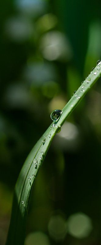 трава, роса В тени душистых трав фото превью