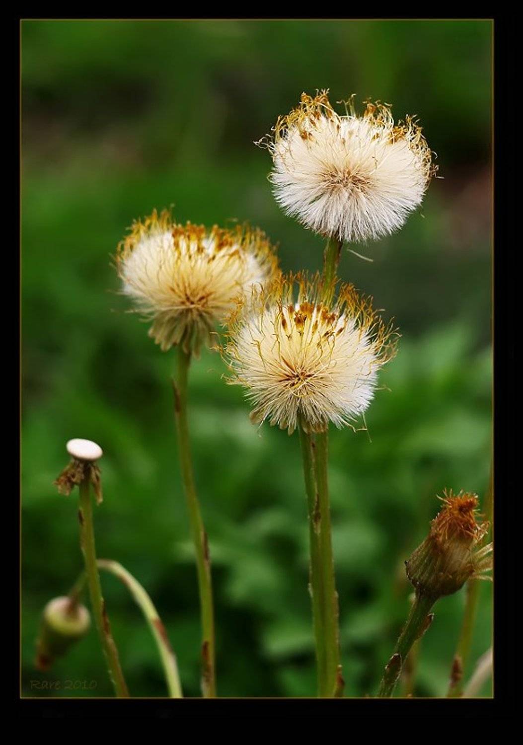 мать-и-мачеха, Раиса Rare