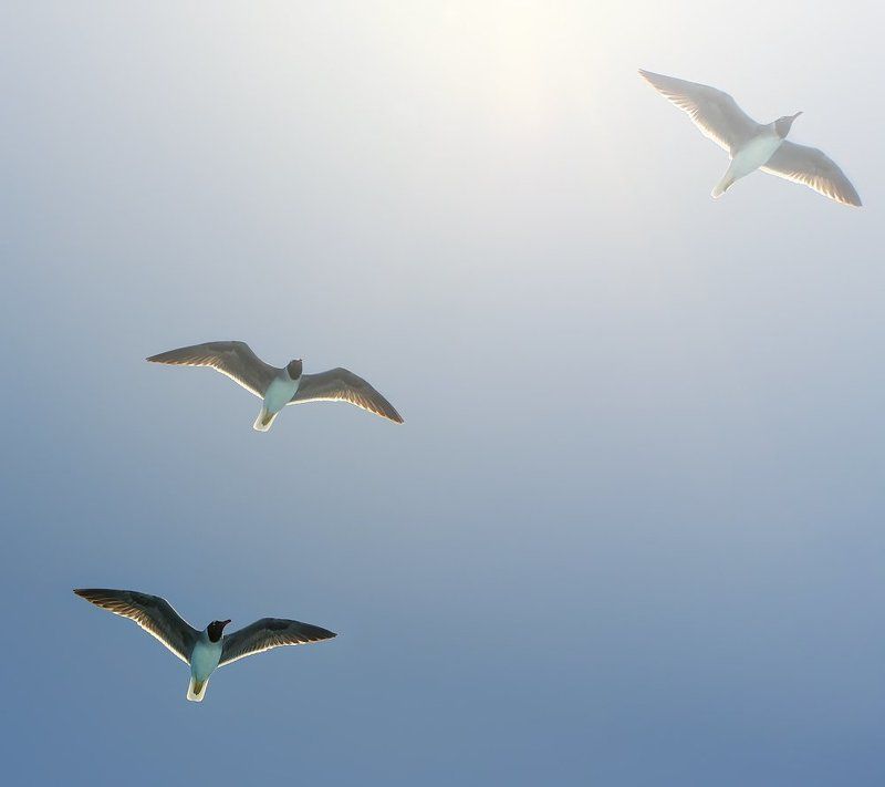 парение... фото превью