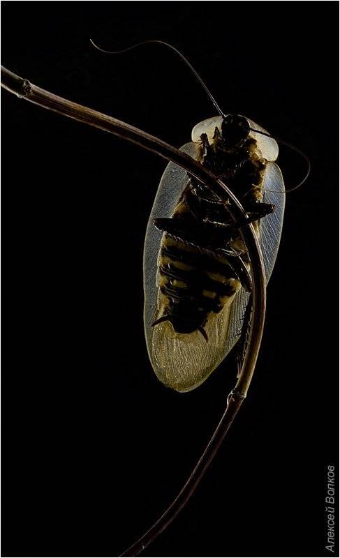 таракан, blaberus  craniifera, Amazon-san