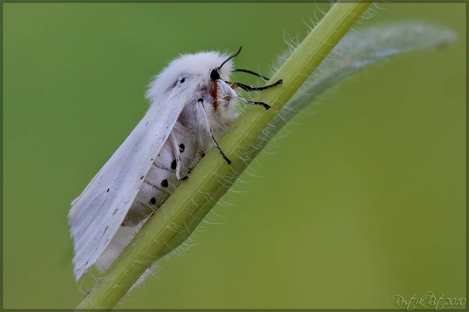 , Ростислав