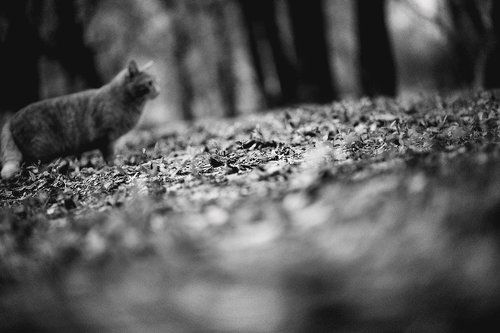 о коте крадущемся
