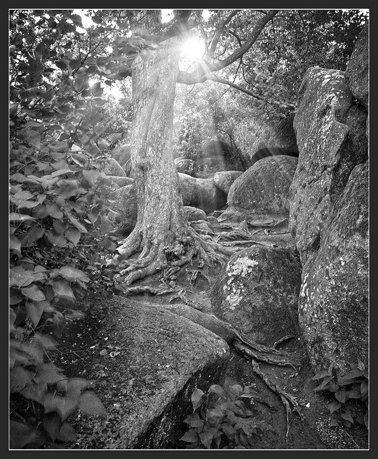 камни, дерево, солнце, свет, лучи, корни, Андрей Кобыща