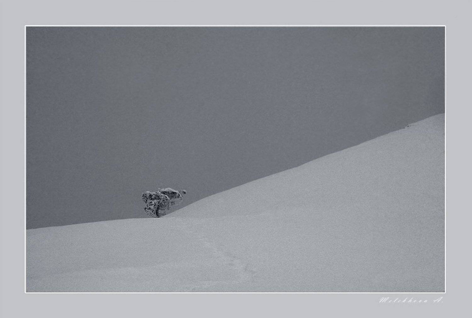 снег, крым, сосна, зима, минимализмы, Anastasia Aymilios