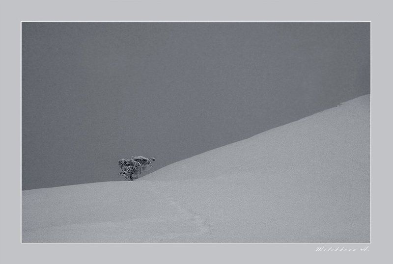 снег, крым, сосна, зима, минимализмы Снежность фото превью