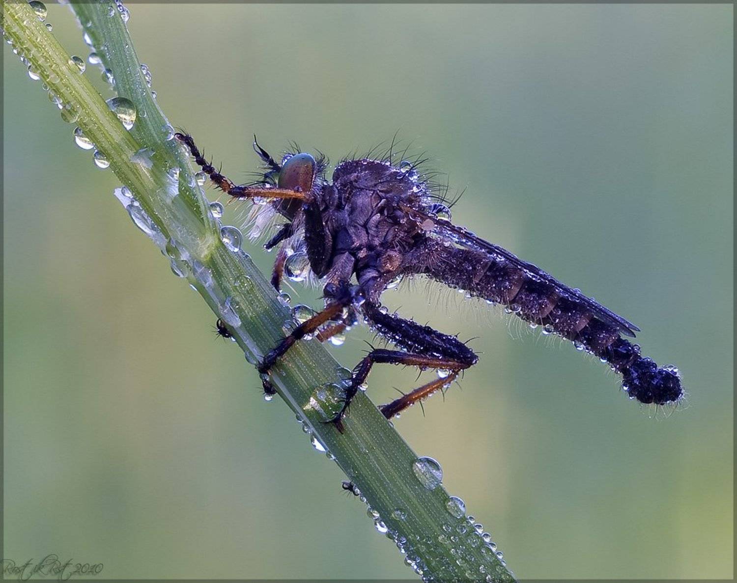 , Ростислав