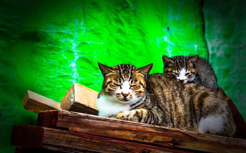 maternal love фото превью