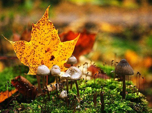 Осенний лес