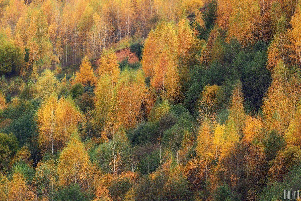 , Дмитрий Доронин