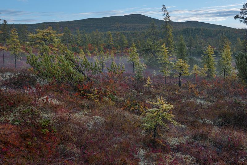 Утро в лесотундре.Озеро Джека Лондона. фото превью