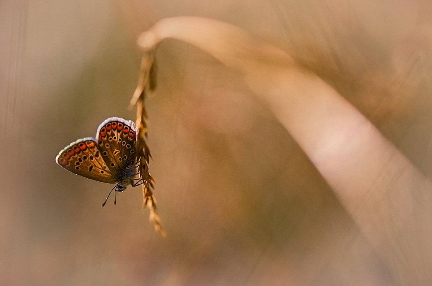 , Вячеслав Мищенко