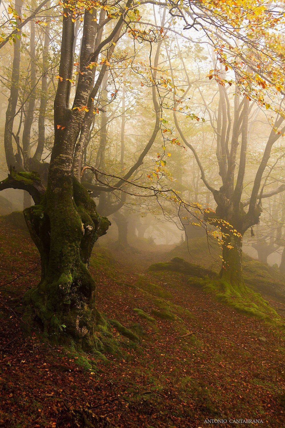 , Antonio Cantabrana