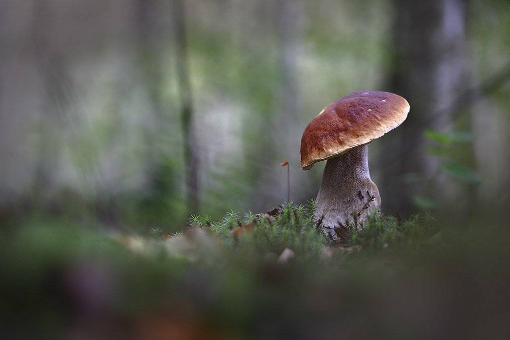 гриб,"белый гриб",коричневый, старое,растение, макро, трава, мох, почвы, зеленые, желтые, листья, ветки, осень,лес, пейзаж, природа,разноцветные,торфяно-болотные,иглы, продукты питания, семена,, Виктор