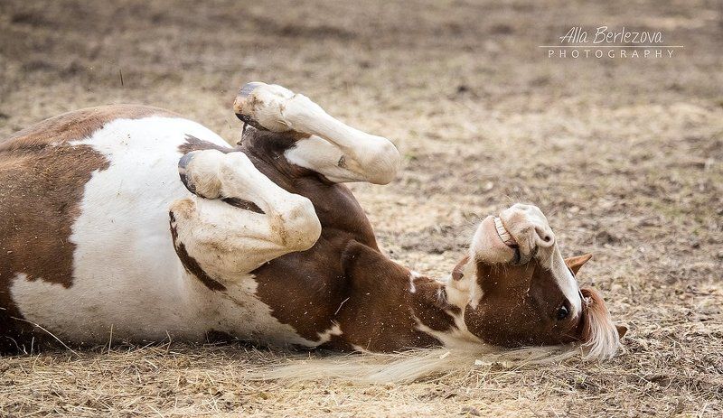 лошадь, рыжий, белый, осень, игра, утро, отдых, сено жизнь хороша фото превью