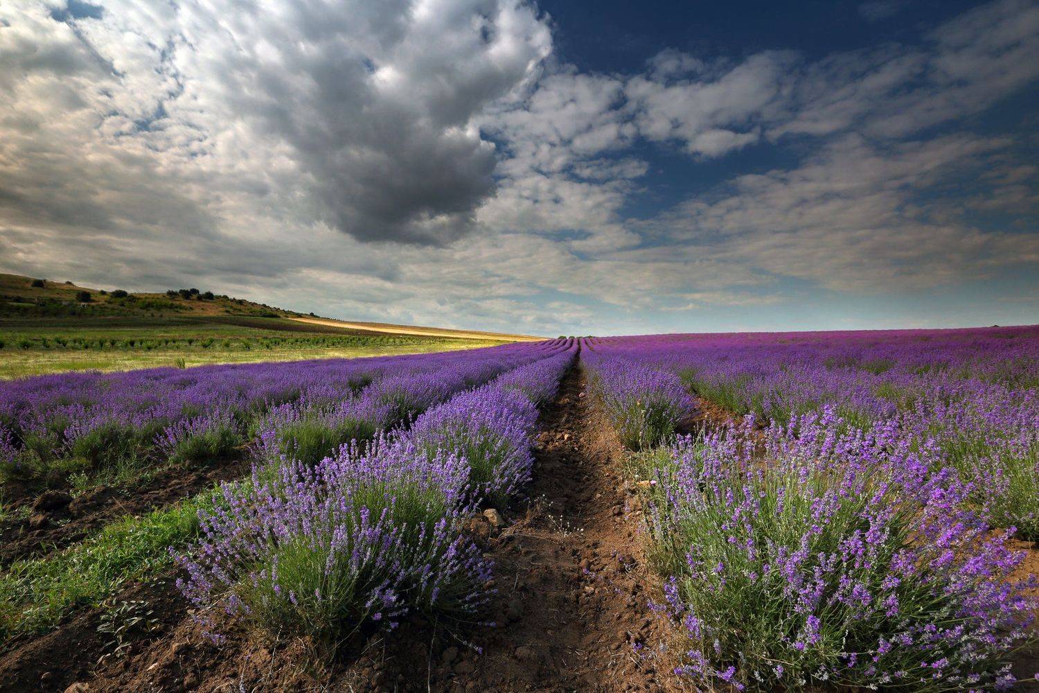Болгария, Лаванда, Александър Сандев