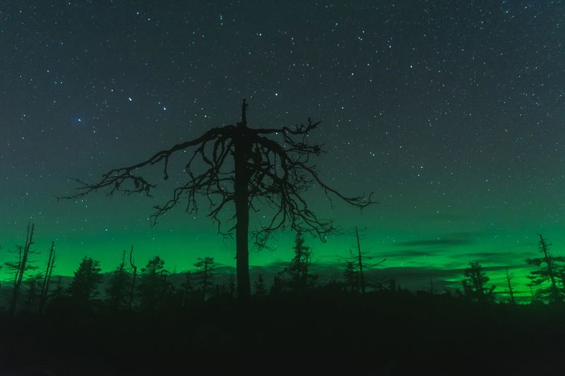 nothern, lights, light, boreal, aurora, night, forest, green, nature, borealis, sky, white, natural, tree, outdoors, silhouette, swirl, glowing, north, pine, astronomy, luminosity, polaris, beautiful, beauty, stars, color, travel, awesome, nightscape, mag Aurora borealis,Vottovaara mountain, Karelia, Russia фото превью