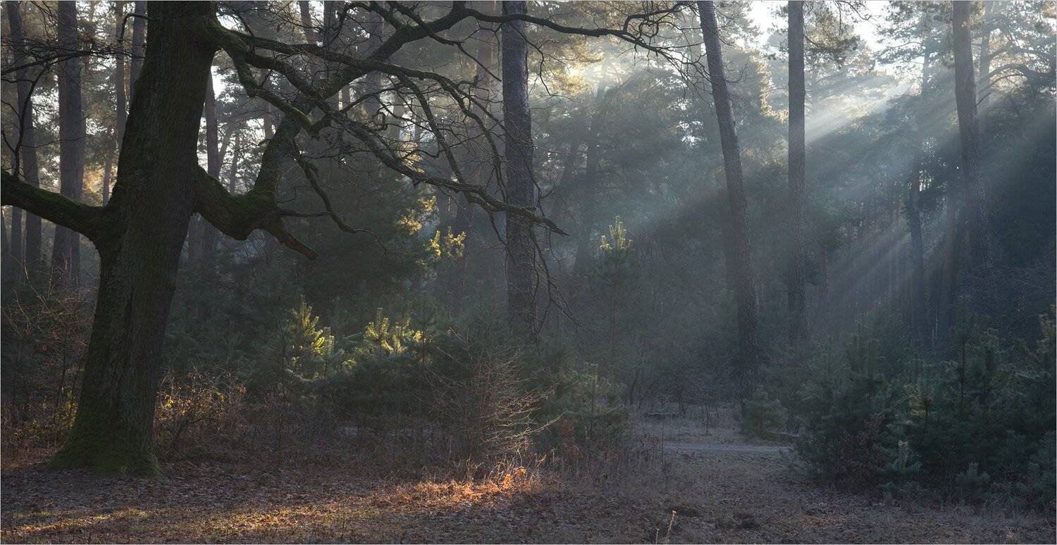 , Николай Шахманцир