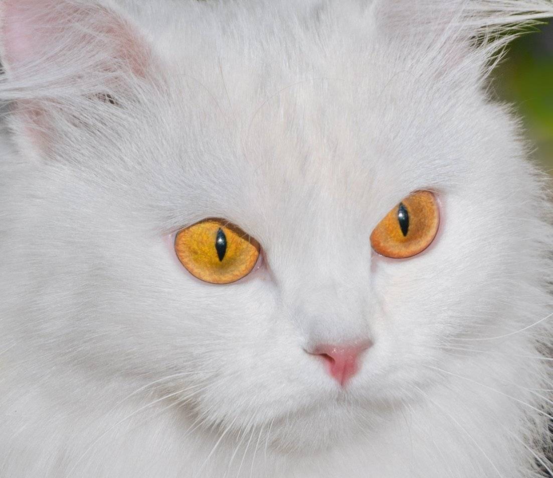 , Олег Богданов