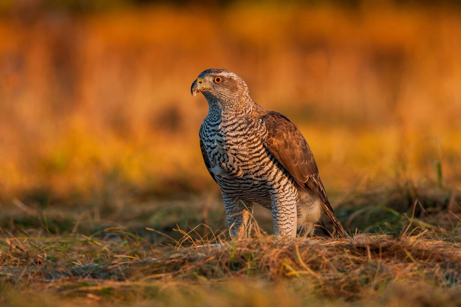 , Łukasz Sok&oacute;ł