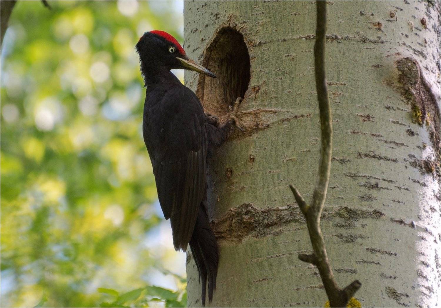 , Руслан Сигушин