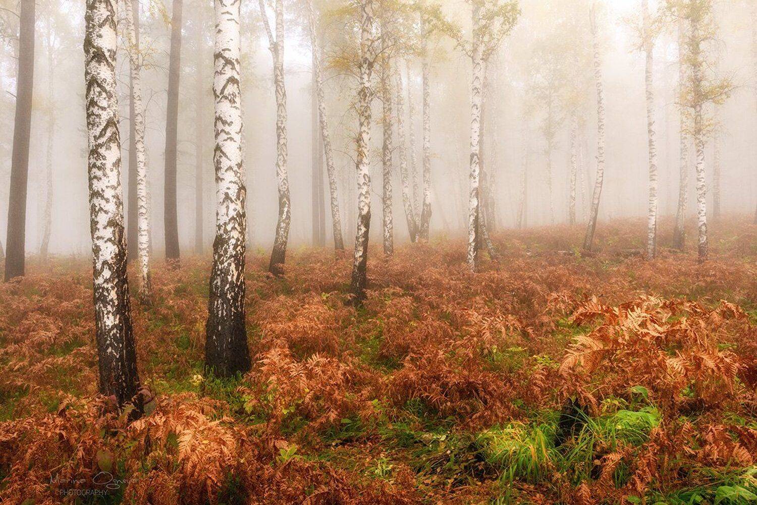 Березы, Лес, Осень, Туман, Марина Огнева