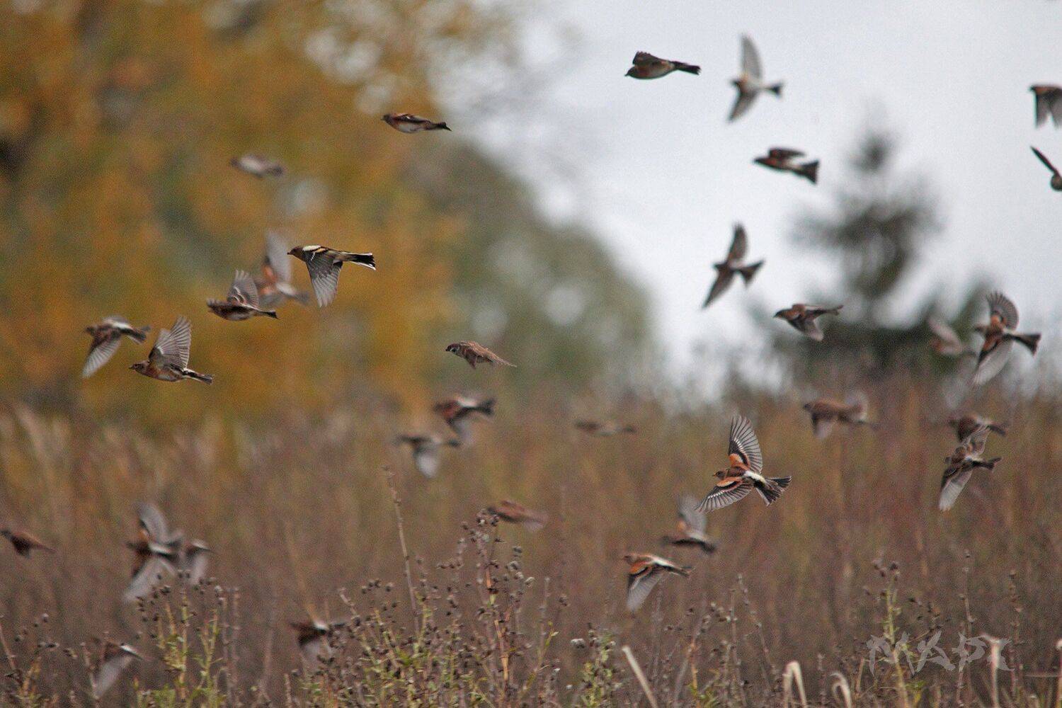 , Шангареев Марс