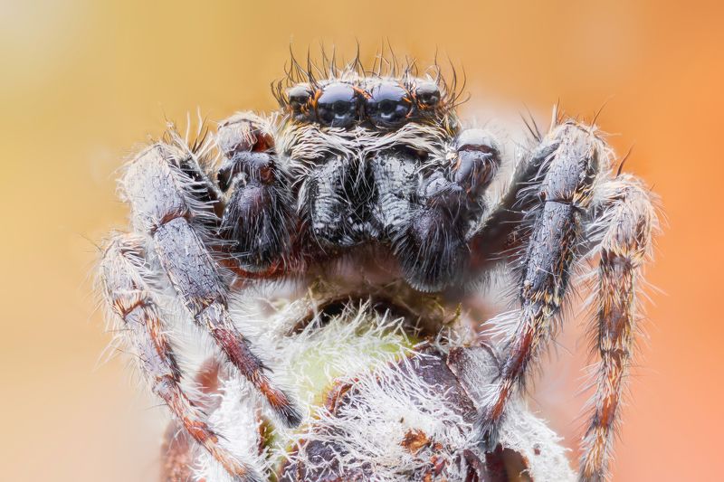 macro spider wild insect jumping spider фото превью