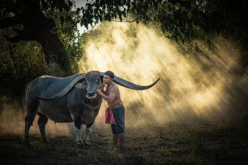 Asian farmer with buffalo.