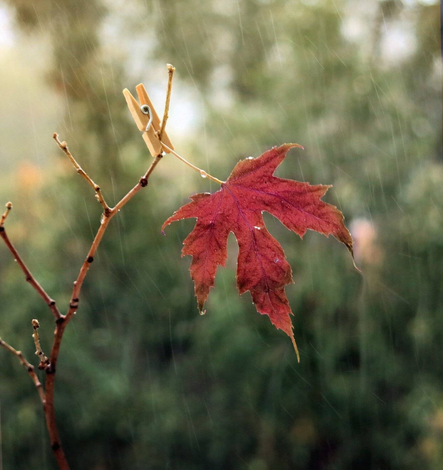 лист, клен, осень, дождь, ветка, капли, прищепка, природа, натюрморт, Елена