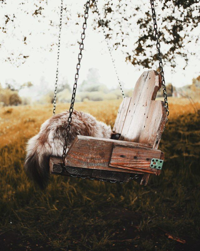 Животное, Качели, Кот, Кошка, Лето Хвост фото превью