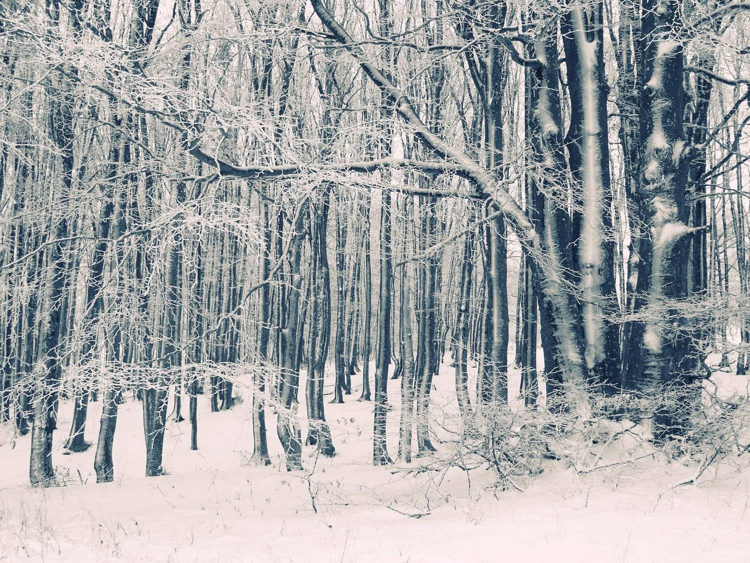 , Андрей  Золочевский