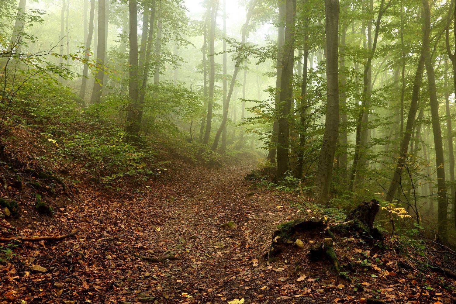 Болгария, Витоша, Осень, София, Александър Сандев
