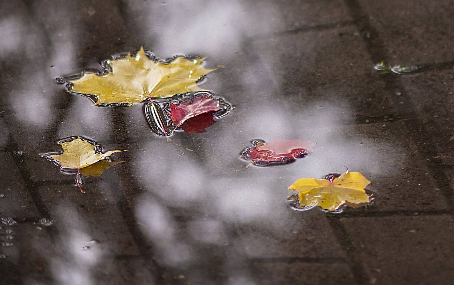 Autumn, Leafs, Daiva Cirtautė