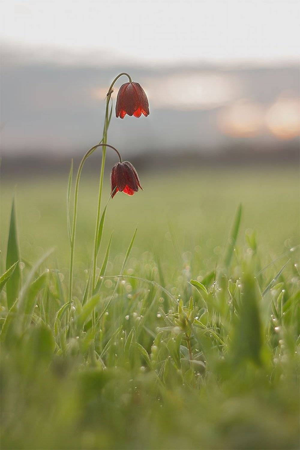 , Роман Рысь