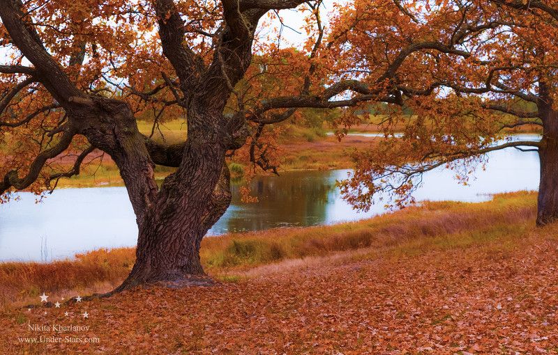 autumn, yellow, trees, leaves, sky, lake, red, forest, color, water, river, blue, light, clouds, tree, fall, leaf, oak Autumn фото превью