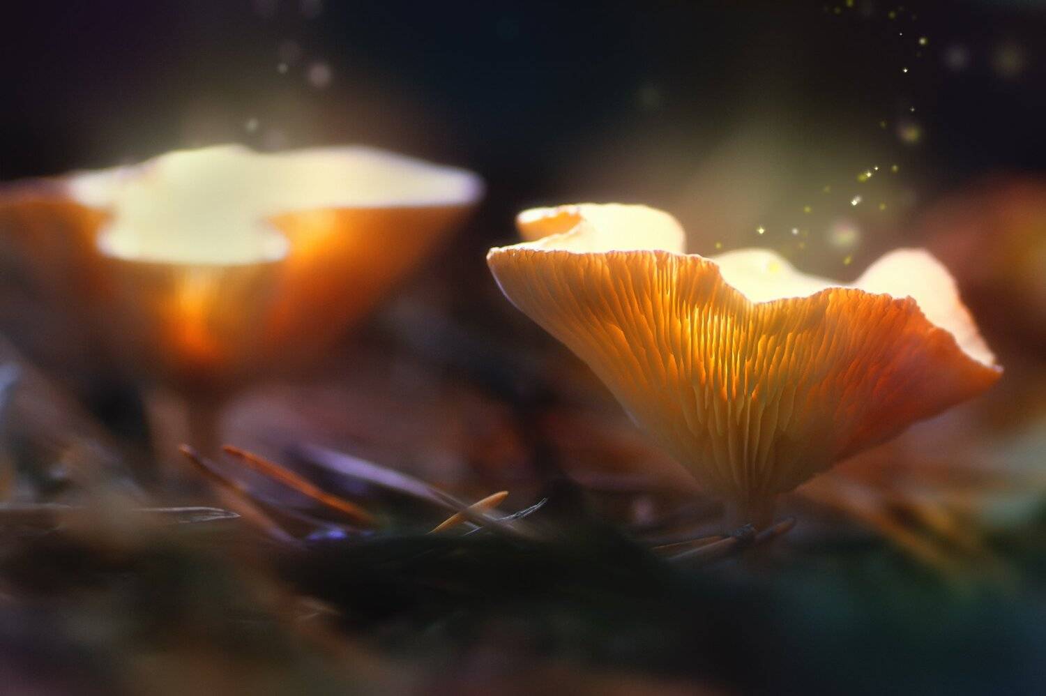 Блики, Гриб, Лист, Ночь, Свет, Споры, Юрий Котов