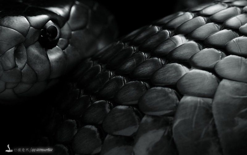 舟山眼镜蛇 фото превью