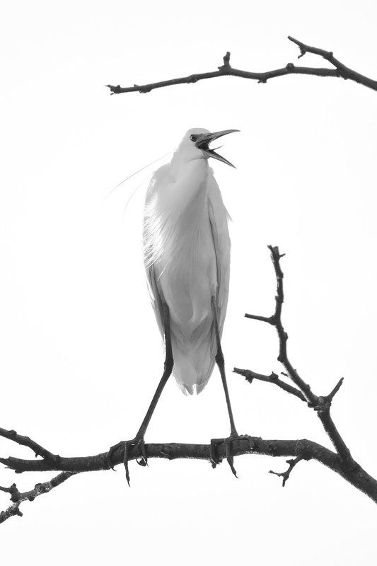 природа,птицы,цапля,белая цапля,birds,wildbird Ты кто такой!? фото превью