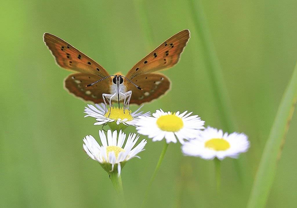 насекомые, бабочка, трава, листья, нектар, ствол, природа, крыло, фауна, весна, цветы, прекрасные, сад, солнечный, оранжевый, красочный, пушистый, антенны,  красивый, естественный, жизнь, отдых, свет, тепло, лето, создание, полет,  исследование;, Виктор