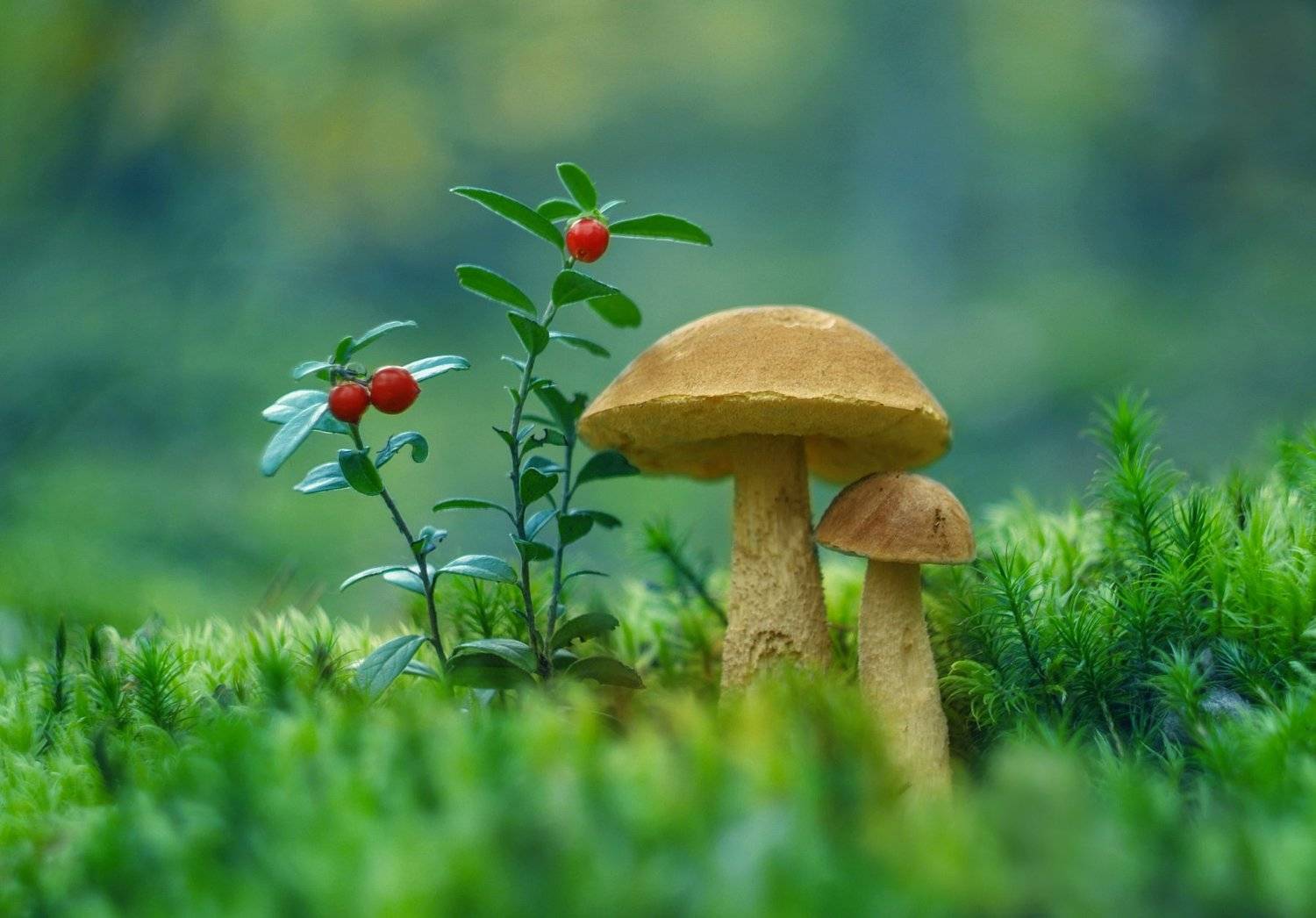 , Александр Гвоздь